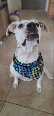 Mazikeen modeling our handmade bandanas