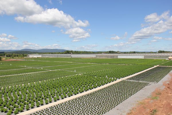 Outdoor mum field.