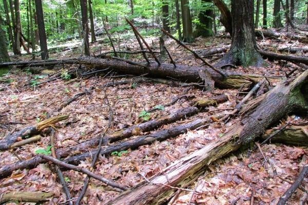 The storms do a job on the trees.