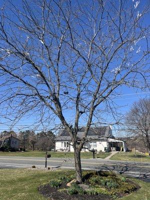 some of the plastic in the trees before the leaves covered it up