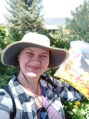 Gathering rose petals for honey medicine.