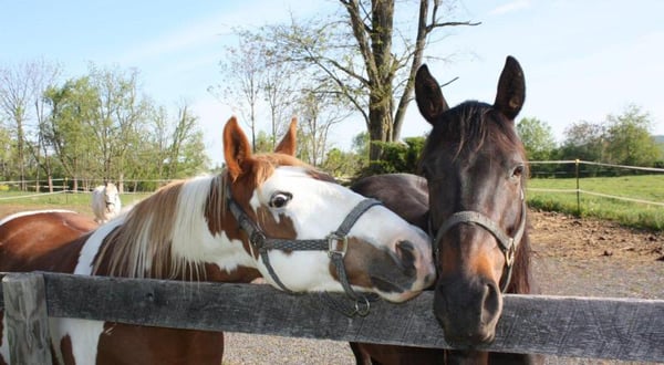 Horsey Helpers