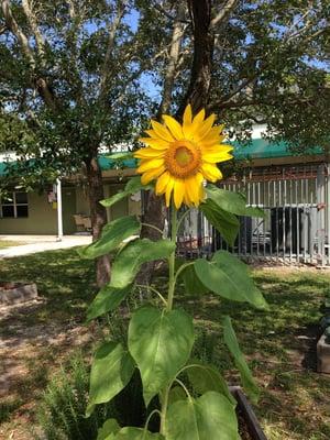 Beautiful sunflowers in the garden...