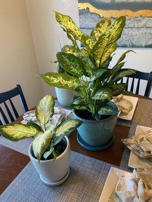 Dieffenbachia's