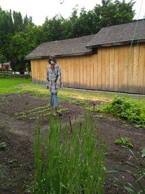 Spring plantings with the scarecrow standing guard!