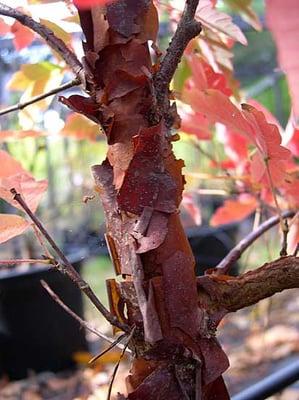 Paperbark (Acer Griseum) Japanese Maple