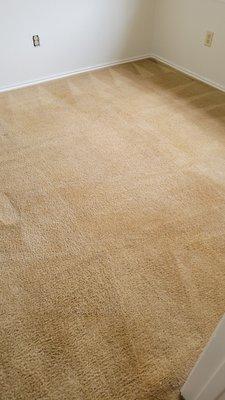 Ox Carpet Cleaning