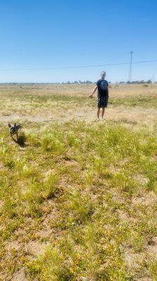 Walking dogs