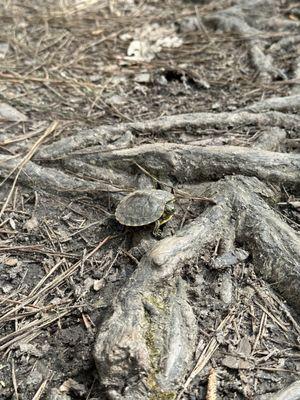 Baby Turtle on the trail near the pond