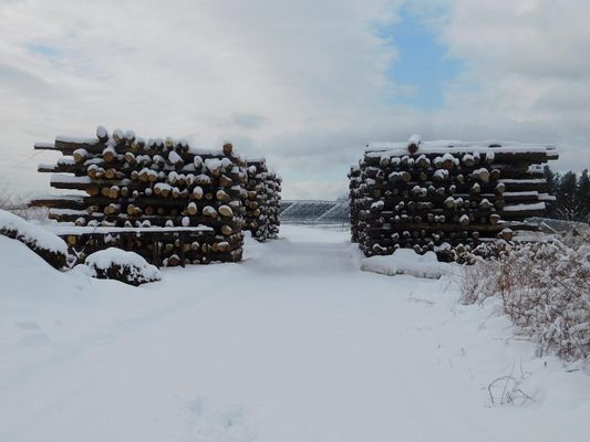 Firewood Logs In Late Winter Snow March 2019