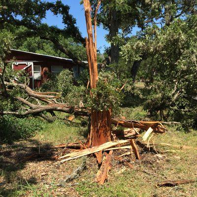 Tree exploded by lightning