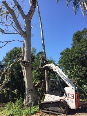 Cutting down tree