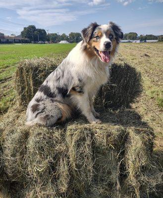 Sandy Meadow Farm