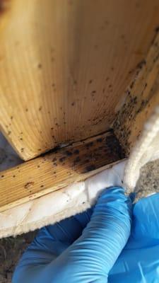 Bedbugs infestation on a box spring.