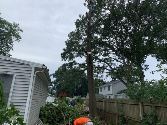 Tree Removal