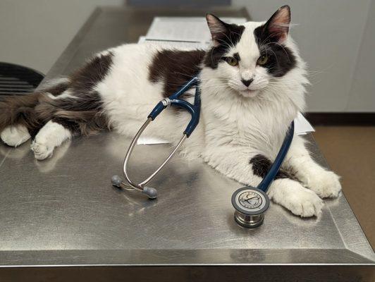 Sunny, the clinic cat! She was found with generalized ringworm and severe URI, but now supervises the clinic staff.