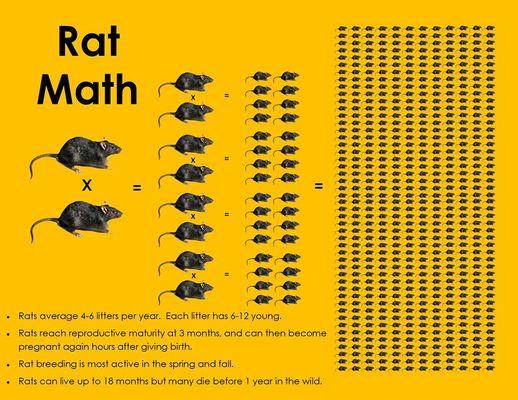 Rat Math