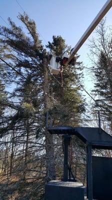 Trimming around power lines