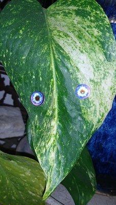 Magnetic Plant Eyes