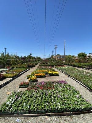 Long rows of pretty flowers!