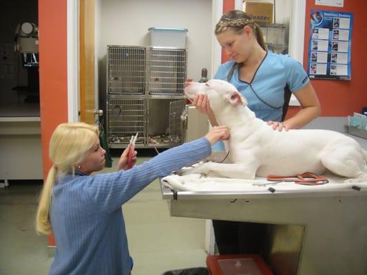 Blood transfusion with Dr. Ferrin, Korina, and brave little Kilo.