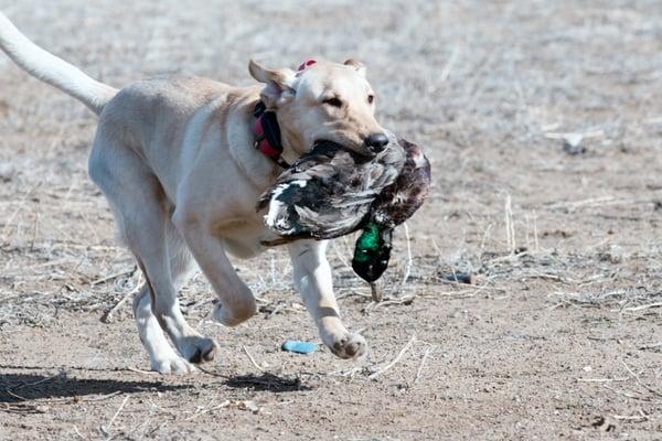 Retrieving a Duck