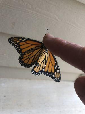 Monarch