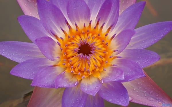 The purple lotus is considered the mystic lotus, and is not as commonly seen as the other lotus flower colors.