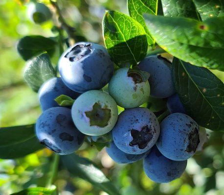 HNH Blueberry Farm