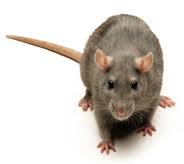 Rodents are disgusting sneaky critters, we provide rodent control services.