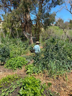 Child u-picking a basket of organic vegetables.