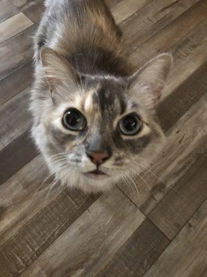 New Eternity Laminate plank that matches my client's cat purrfectly!