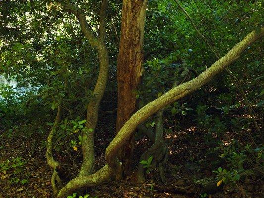 Trees along Baylor Trail.