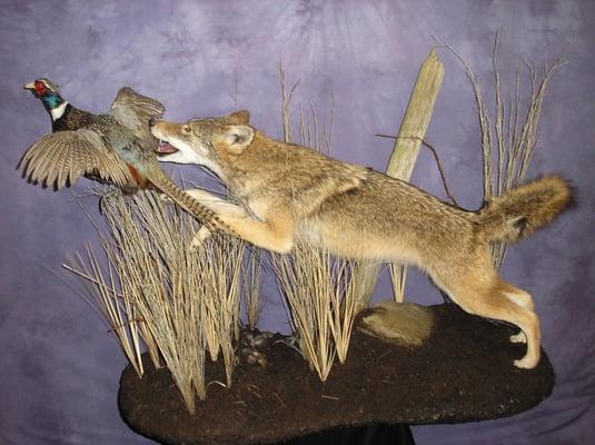 From the Wild To the Wall Taxidermy