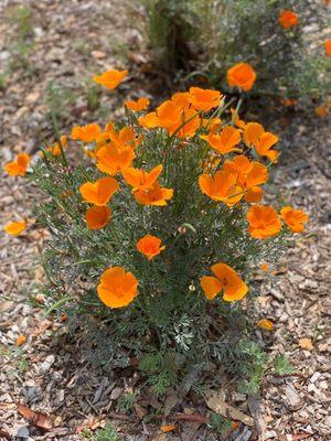 CA poppies at the end of the trail next to the road