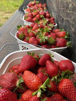 Fresh picked strawberries in May