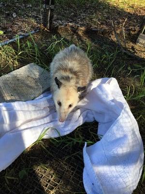 Educational opossum. Only marsupials in the US.