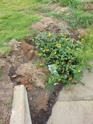 9/2020 after a hard rain, front yard eroding into culvert area.