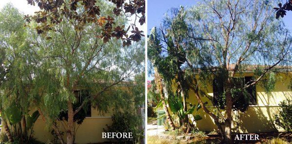 our pepper tree is still pretty!