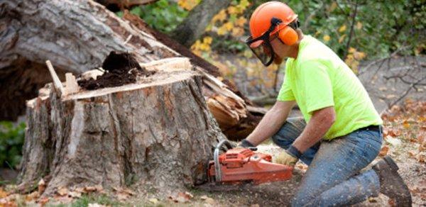 Tree Removal