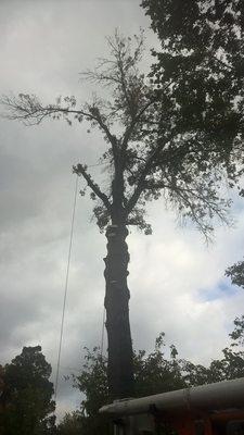 Alford Tree Service