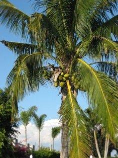 Coconut Palm