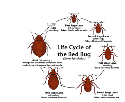 From Manhattan to Montauk.
 We are Bedbug Inspection & Removal Specialists.
 Got questions? Call us!
 We offer free consultations.