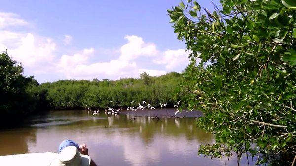 We can get close to the Mangroves to see the birds which are nesting and living there.