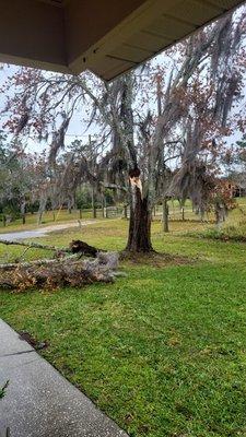 Tree before removal