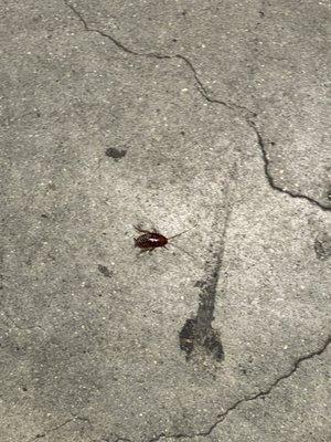 Roach crossing the floor in the Greyhound station