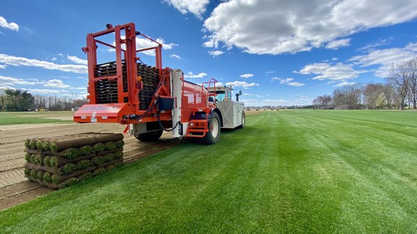 Harvesting our Tall fescue