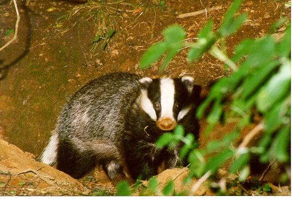 photo of Qype User (Badger…)