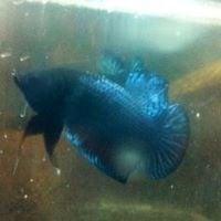 photo of Betta B.