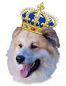 Photo of Jules Royalty Pet Care A.